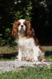 CAVALIER KING CHARLES 599